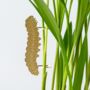 Cute Insect Brass Plant Decor. Butterfly/Bee And More, thumbnail 5 of 9