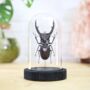 Giraffe Stag Beetle Insect Bug Entomology Taxidermy Bell Jar, thumbnail 1 of 4