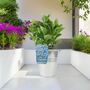 Blue Hydrangea 3 L Pot – Stunning Summer Flowering Shrub, thumbnail 1 of 8