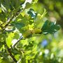 English Oak Trees, Full Plants In 10 Litre Pots, thumbnail 3 of 4