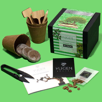 Chinese Elm Bonsai Tree Growing Kit, 2 of 10