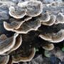 Turkey Tail Mushroom Plug Spawn. Buy Mushroom Dowels, thumbnail 1 of 4