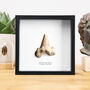 Otodus Obliquus Fossil Tooth Box Frame Real Authentic Jurassic Dinosaur Fossil Museum Quality Natural History Interior Design Home Decor Display Gift Ornament, thumbnail 1 of 4