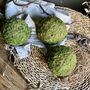 Dried Moss Spheres || Balls, thumbnail 1 of 9