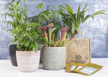 Three Month Tropical Houseplant Seed Subscription Box, 6 of 6