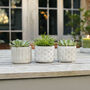Mini Concrete Plant Pot, thumbnail 1 of 3