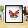 Claudina Agrias Butterfly Handcrafted Frame, thumbnail 1 of 3