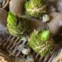 Fresh Moss Hyacinth Kokedamas, thumbnail 5 of 6
