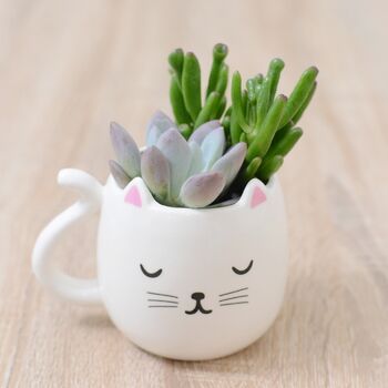 White Cat Mug Planter With Choices Of Plants, 2 of 2