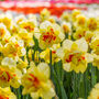 Spring Bulbs Daffodil 'Double Mixed' 24 Bulb Pack, thumbnail 3 of 5