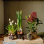 Outdoor Plant Bundle, thumbnail 1 of 5