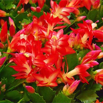 Christmas Cactus Red Caribbean Dancer Two X 13cm Pots, 5 of 6