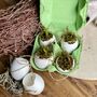 Hanging Eggs Filled With Muscari, thumbnail 4 of 8