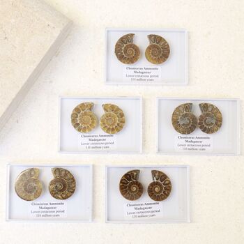 Cleoniceras Ammonite Fossil Pair, 8 of 10