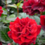 Rose Isabella, Personalised Rose Gift, thumbnail 2 of 2
