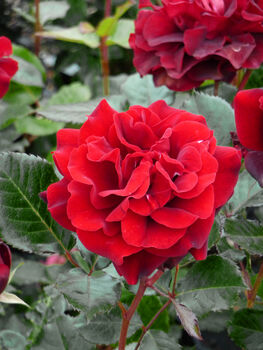 Rose Isabella, Personalised Rose Gift, 2 of 2