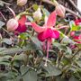Perennial Fuchsia Paula Jane One Plant In One L Pot, thumbnail 3 of 5