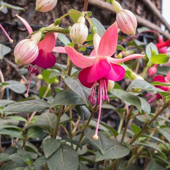 Perennial Fuchsia Paula Jane One Plant In One L Pot, 3 of 5