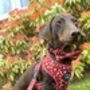 Poppy Toadstool Polkas Dog Collar, thumbnail 7 of 9