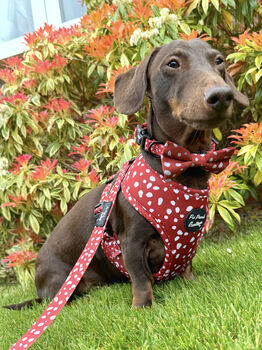 Poppy Toadstool Polkas Dog Collar, 7 of 9