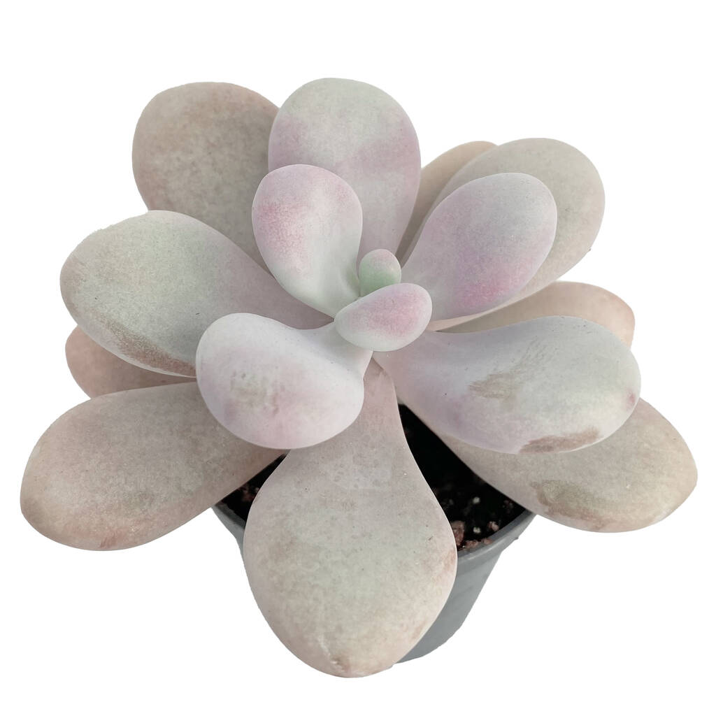 Pink Moonstone Succulent House Plant In 6cm Pot By Clouds Hill Succulents