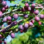 Plum Jubilee Fruit Trees Bare Rooted Plant, thumbnail 1 of 5