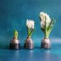 Set Of Three Hyacinth Flower Bulbs, thumbnail 1 of 2