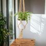 Chlorophytum Spider Plant In 12cm Pot, thumbnail 6 of 8