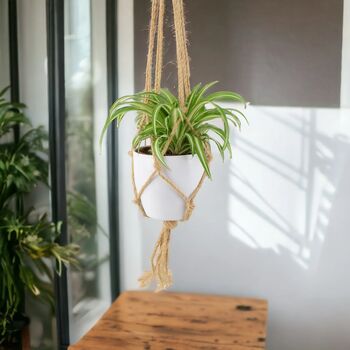 Chlorophytum Spider Plant In 12cm Pot, 6 of 8