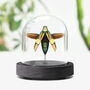 Metallic Banded Jewel Beetle Insect Bug Entomology Taxidermy Bell Jar, thumbnail 1 of 3