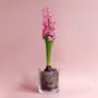 Grow Me: Gift Box Of Scented Hyacinth Bulb And Vase, thumbnail 1 of 6