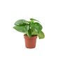 Peperomia Raindrop Plant In 12cm Pot Indoor Houseplant, thumbnail 3 of 7
