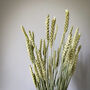 Dried Wheat Natural Stems, thumbnail 4 of 5