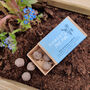 Forget Me Not Seedballs, thumbnail 1 of 4