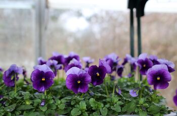 Flowers Viola 'Beaconsfield' 20 X Plant Pack, 5 of 6