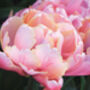 Tulip 'Pink Star' 15 Bulbs – Vibrant Pink Star Shaped Tulips, thumbnail 4 of 7