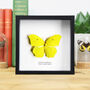 Yellow Angled Sulphur Handcrafted Frame, thumbnail 1 of 3