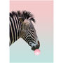 Zebra Blowing Bubble Gum Print, thumbnail 5 of 5