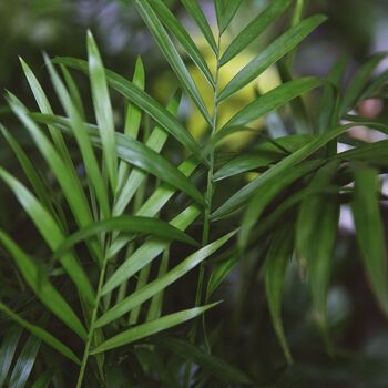 Parlour Palm Plant, Chamaedorea Elegans, One 9cm Pot, 3 of 4
