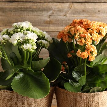 Flowers Kalanchoe 'Mixed' Two X Plants In 9cm Pots, 3 of 6