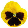 Flowers Pansy 'Yellow Blotch' 20 X Plant Pack, thumbnail 1 of 4