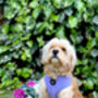 Pastel Purple Cord Dog Harness, thumbnail 5 of 6