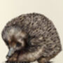 E Is For Echidna Illustration Print, thumbnail 2 of 6