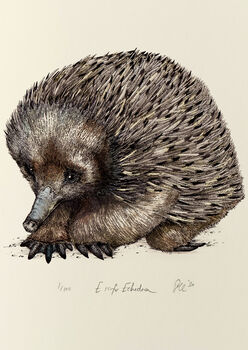 E Is For Echidna Illustration Print, 2 of 6