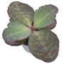 Tiger Stripes Kalanchoe Low Light Succulent House Plant, thumbnail 4 of 4