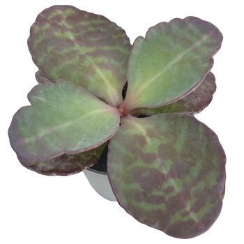 Tiger Stripes Kalanchoe Low Light Succulent House Plant, 4 of 4