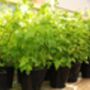 Blackcurrant Plants, 'Ben Sarek', thumbnail 10 of 12