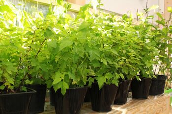 Blackcurrant Plants, 'Ben Sarek', 10 of 12