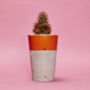 Concrete Pot Tall With Cactus/ Succulent In Orange, thumbnail 1 of 3