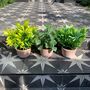 Set Of Three Artificial Plants In Terracotta Pots, thumbnail 3 of 3